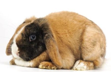 What to feed your pet rabbit