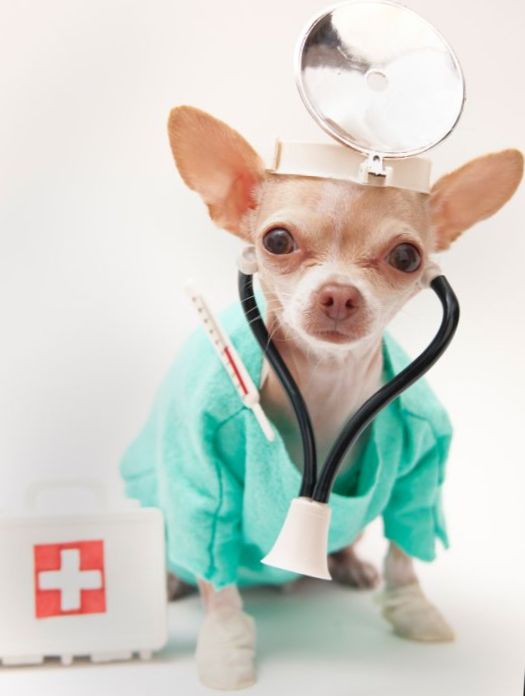 Diet for dogs with renal failure