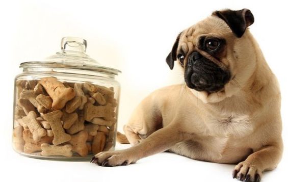 Symptoms of obesity in dogs