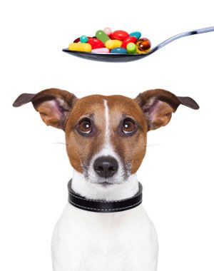 Liver diet for dogs