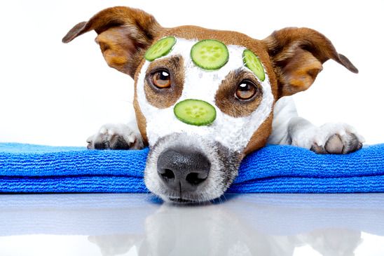 Vegetarian diet for dogs