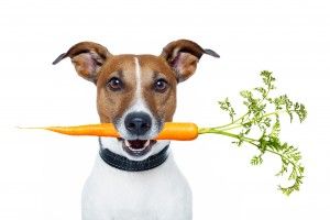 Why your dog need a low protein diet?