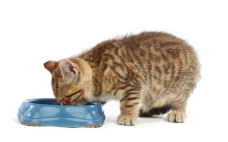 Preventing cat bladder crystals through diet