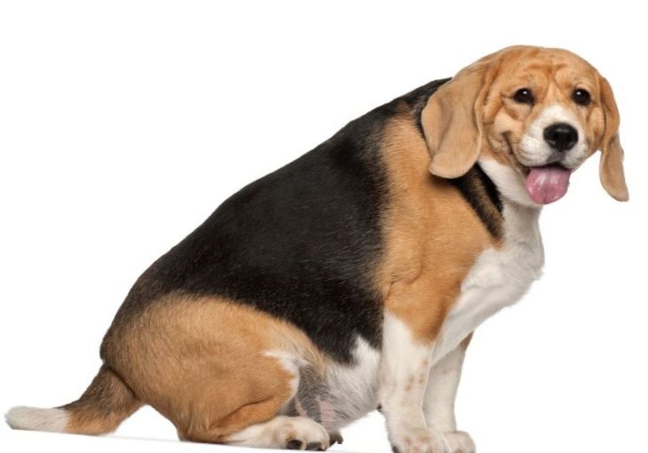 Is my beagle really overweight?
