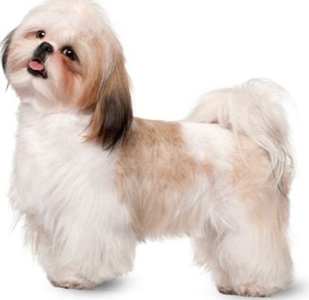 Overweight problems in Shih Tzu: is your Shih Tzu obese?