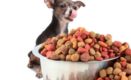 Daily amount of dog food  