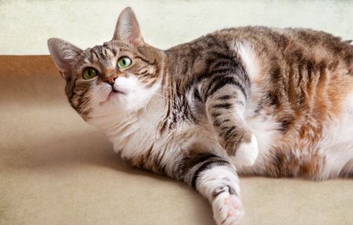 The One Thing to Do for Diet for Cats with Pancreatitis