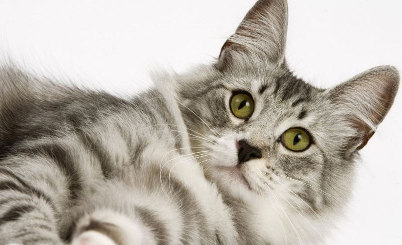Best cat diet.  Is science diet good for cats?
