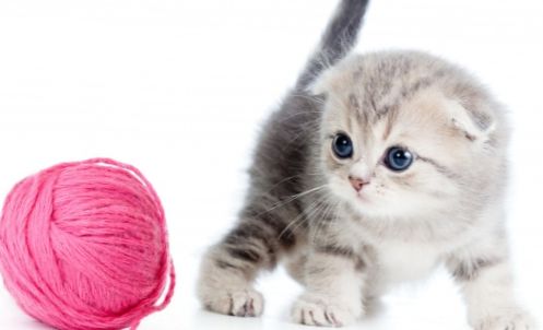How to choose science diet for kittens