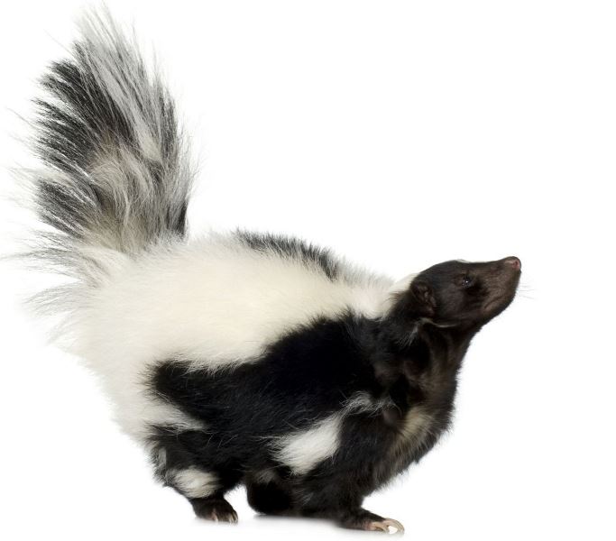 How often feed a skunk? What a skunk should eat?