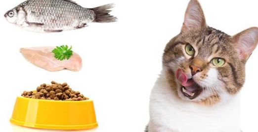 Food for overweight cats